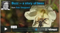 thumbnail - Wilde bijen - Urbanbees